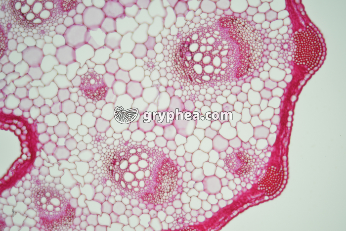 Pétiole de Carotte CT x25 - gryphea.com